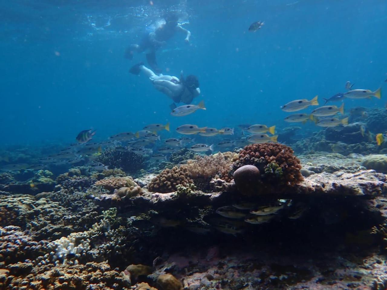 Pasir Putih - Menjangan Lodge *