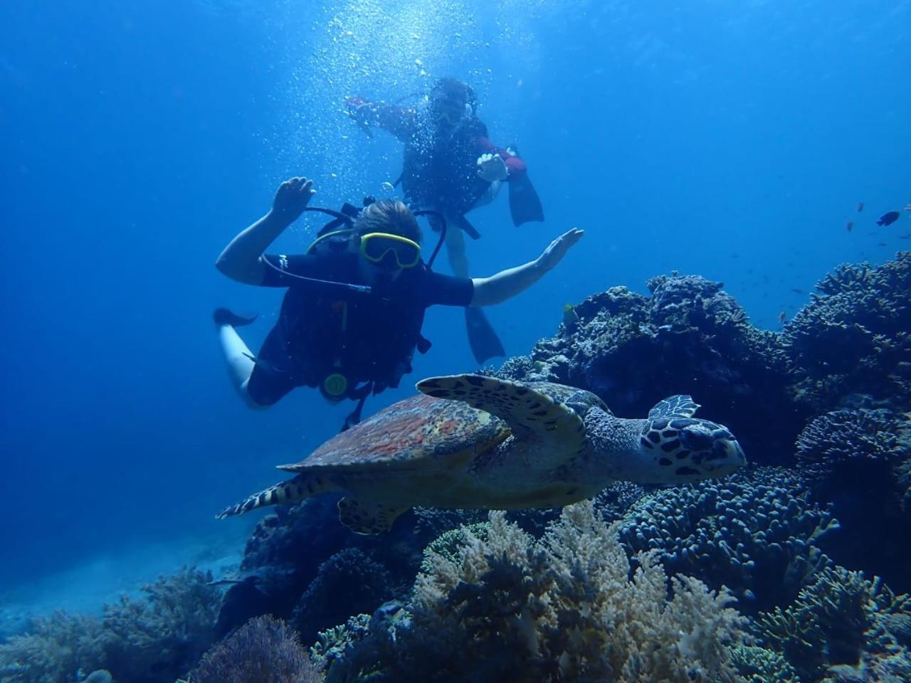 Lodge Pasir Putih - Menjangan Banyuwedang